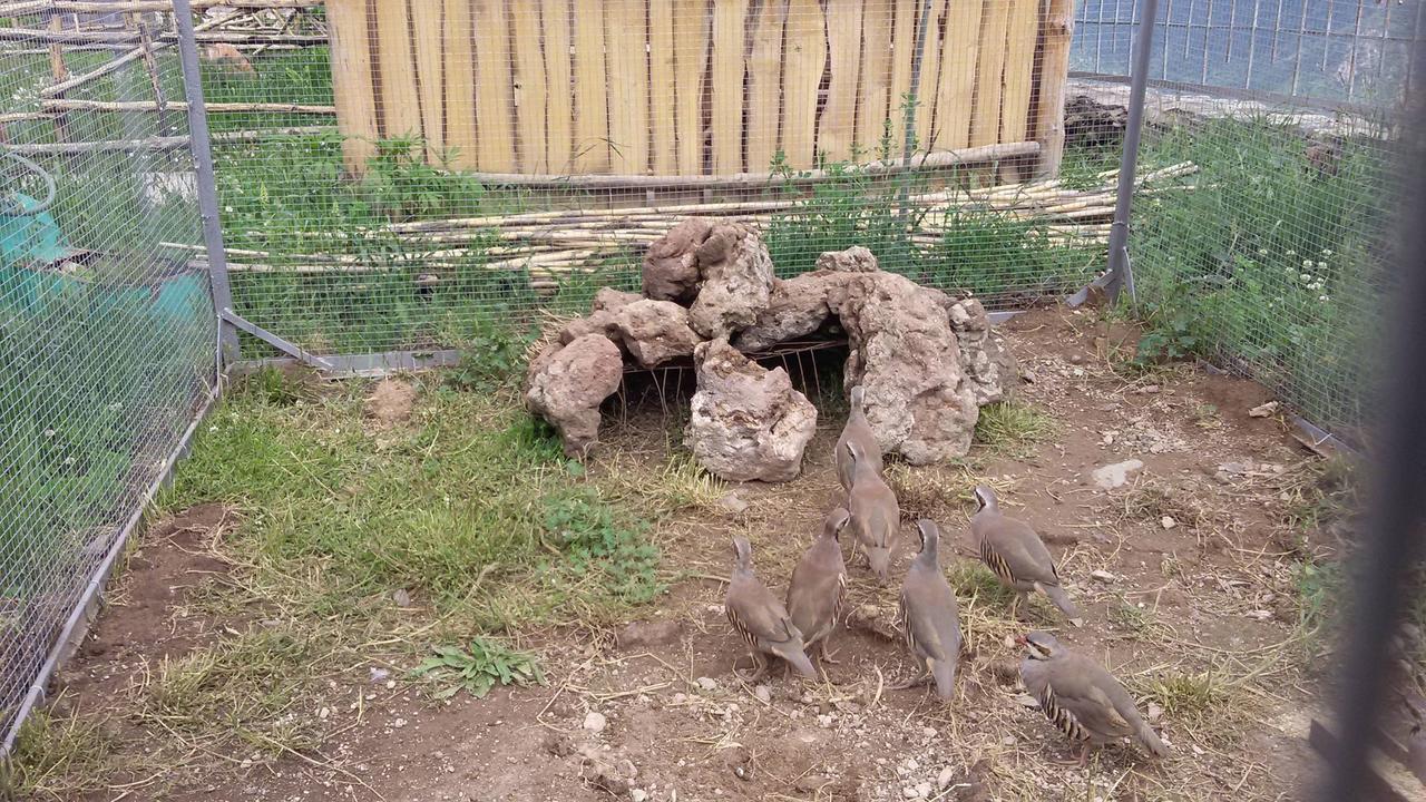Dzorak Hotel Halidzor Bagian luar foto