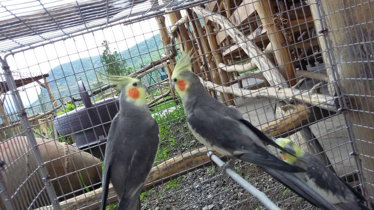 Dzorak Hotel Halidzor Bagian luar foto